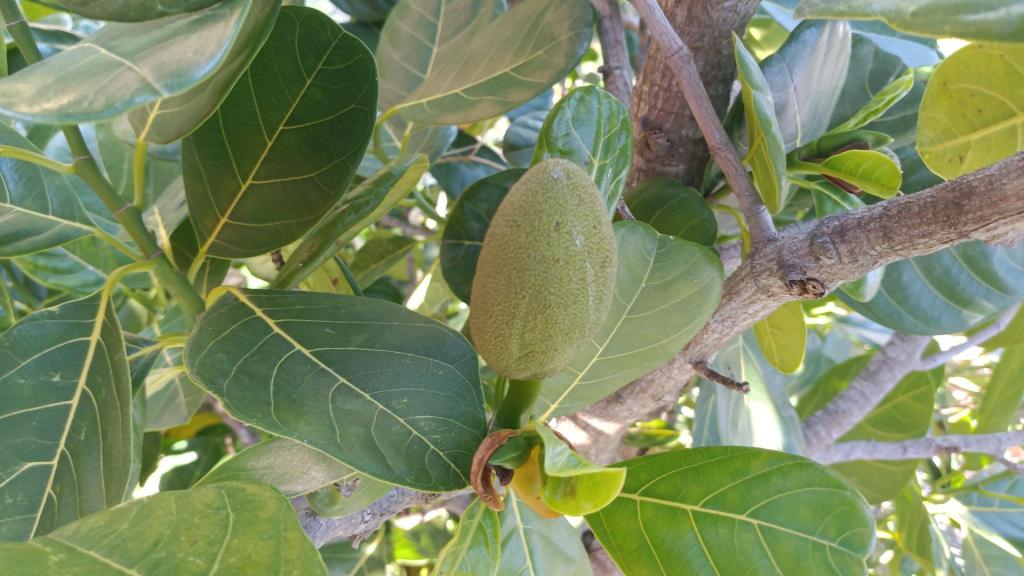 jackfruitfruit.thumb.jpg.31daff9cbb3b3a50a947e3e30c33afa5.jpg