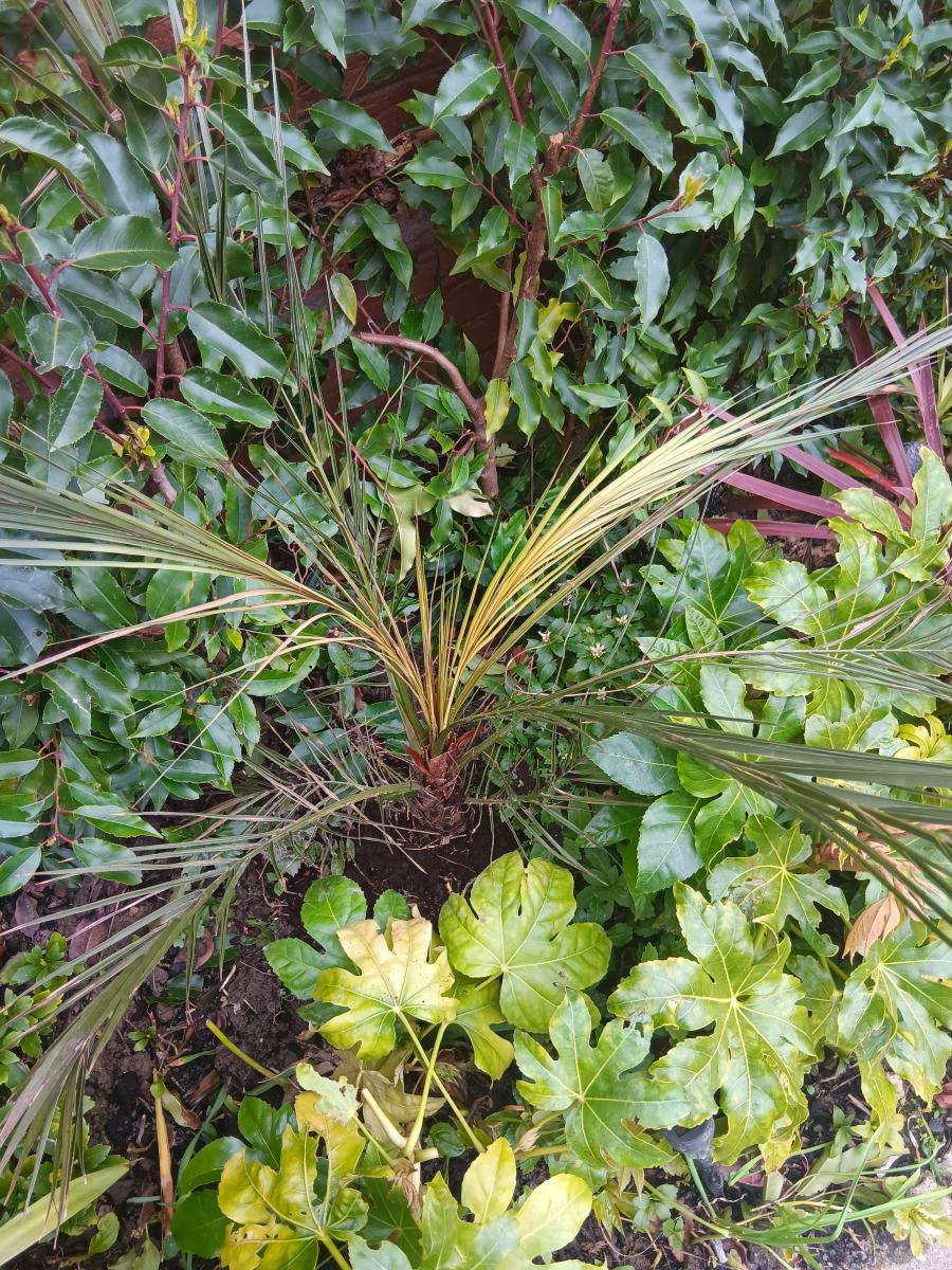 What's wrong with my pheonix canariensis palm?