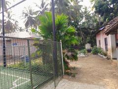 Table palm tree / Footstool palm / Fan palm / Umbrella Palm Plant nursery in Ponnani Malappuram Kerala India