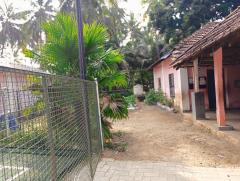 Table palm tree / Footstool palm / Fan palm / Umbrella Palm Plant nursery in Ponnani Malappuram Kerala India