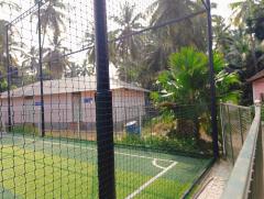 Table palm tree / Footstool palm / Fan palm / Umbrella Palm Plant nursery in Ponnani Malappuram Kerala India