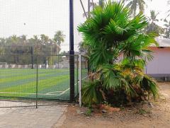 Table palm tree / Footstool palm / Fan palm / Umbrella Palm Plant nursery in Ponnani Malappuram Kerala India