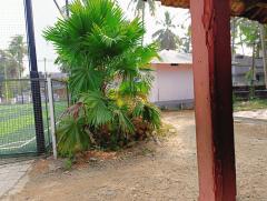 Table palm tree / Footstool palm / Fan palm / Umbrella Palm Plant nursery in Ponnani Malappuram Kerala India