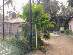 Table palm tree / Footstool palm / Fan palm / Umbrella Palm Plant nursery in Ponnani Malappuram Kerala India