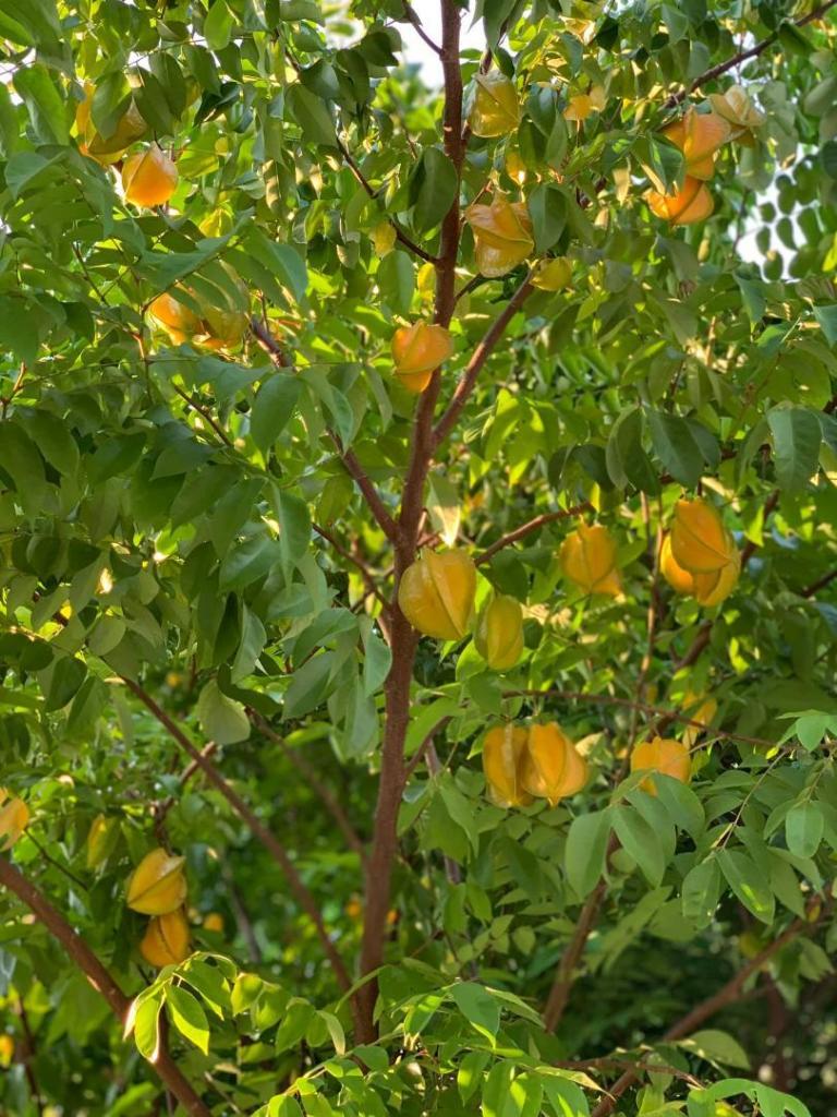 starfruit3.thumb.jpg.1e0101a1c0ca6412a514f00d1e93c572.jpg