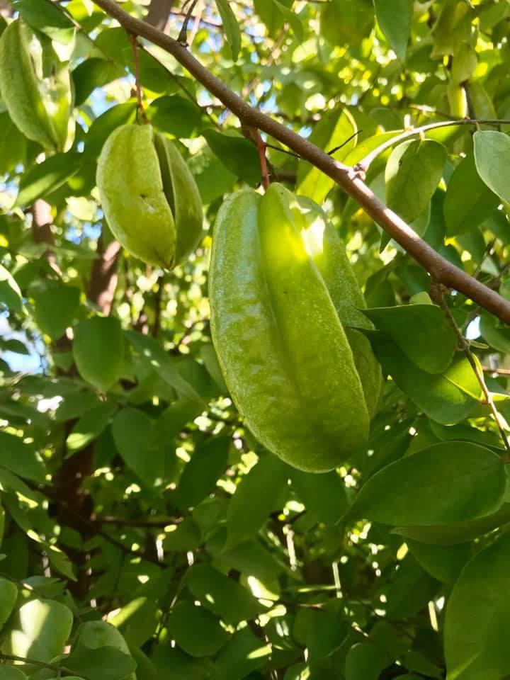 starfruit5.jpg.a48113a1eb471056cf09f5bf624f819a.jpg