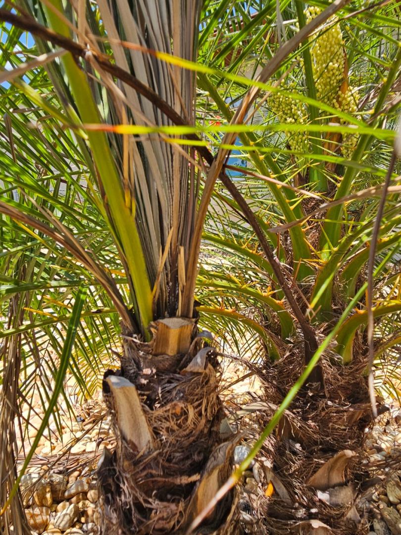 Pygmy Date Palm Struggling 10a - Discussing Palm Trees Worldwide - Palmtalk