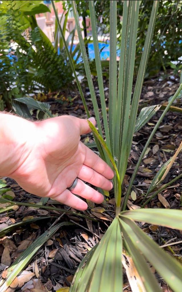 Dwarf sabal minor bloom.jpg