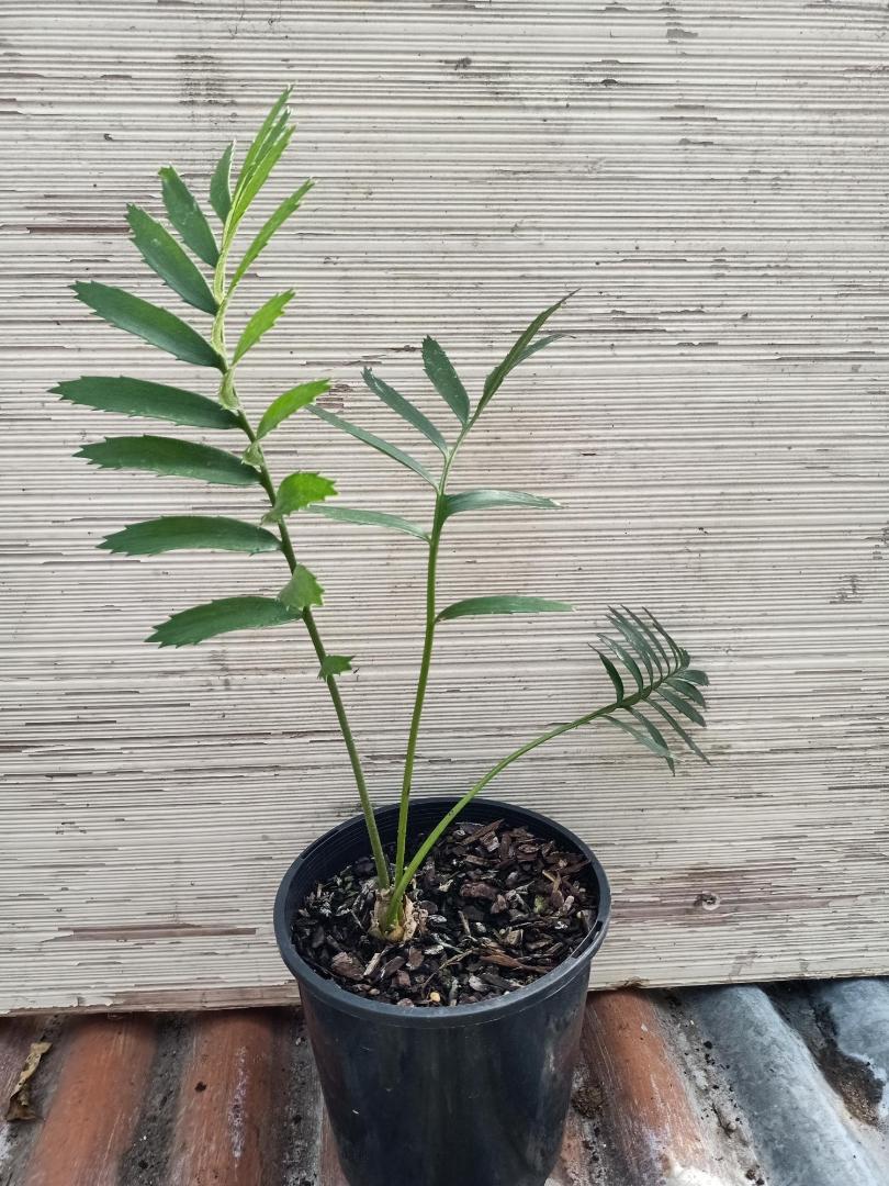 Cycad ID - TROPICAL LOOKING PLANTS - Other Than Palms - PalmTalk