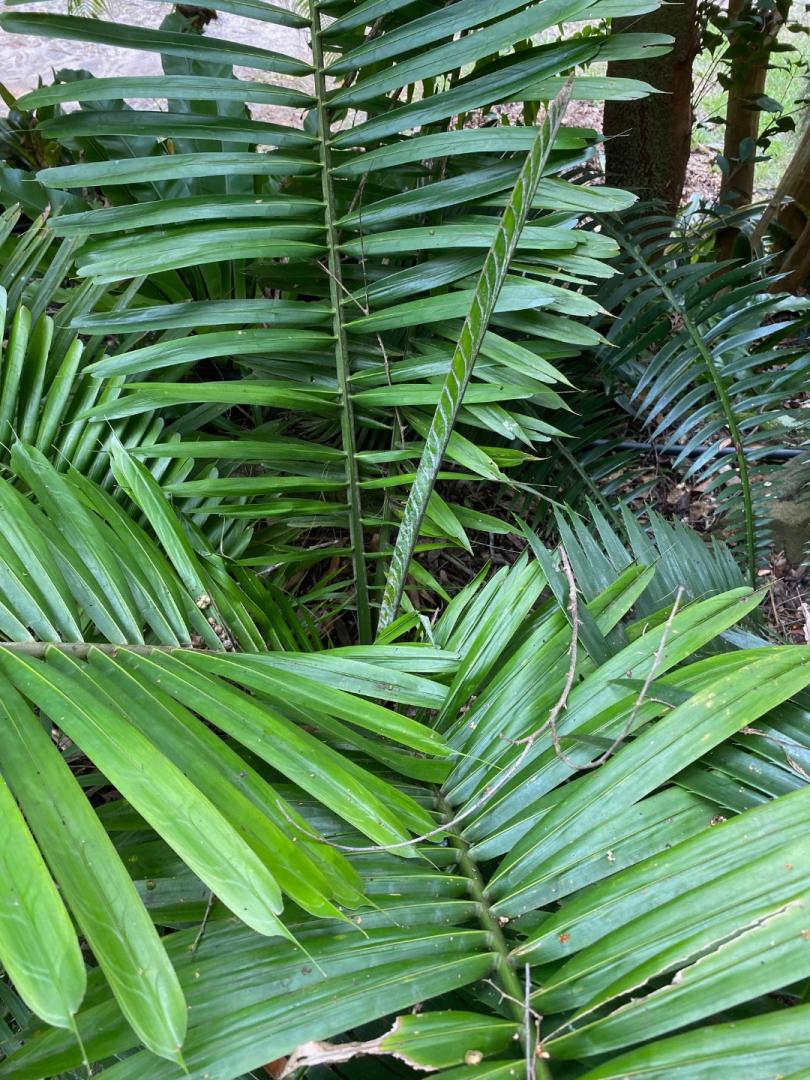 Polyandrococos caudescens aka buri palm - DISCUSSING PALM TREES ...