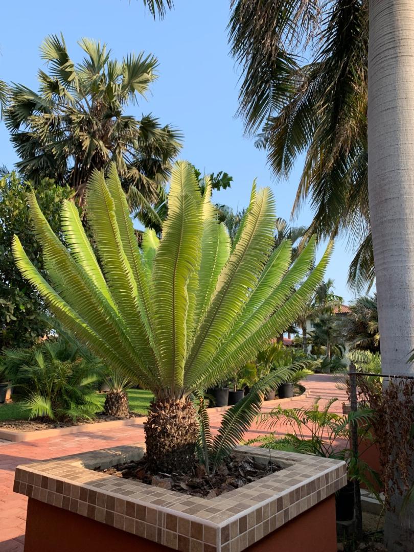 Once a year delight - TROPICAL LOOKING PLANTS - Other Than Palms - PalmTalk