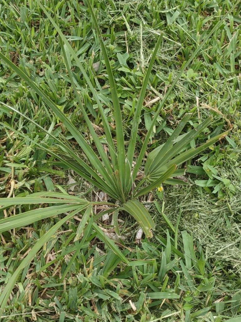 Sabal miamiensis.jpg