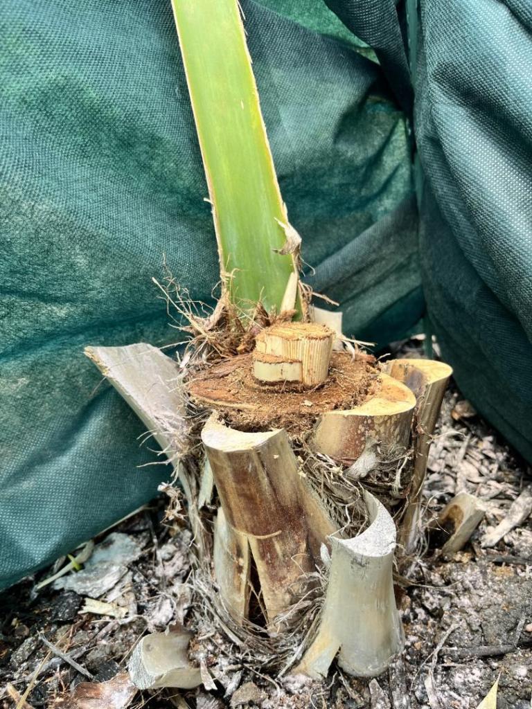 palmetto 2 days after trunk cut.jpg