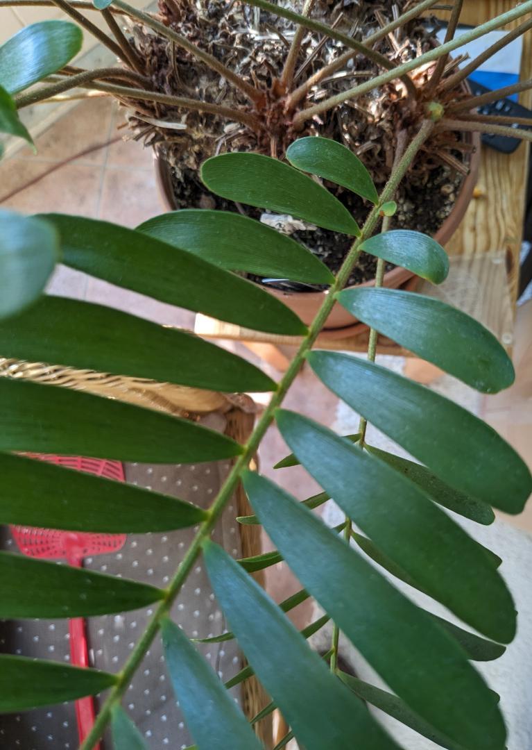 Zamia Identification - Tropical Looking Plants - Other Than Palms 