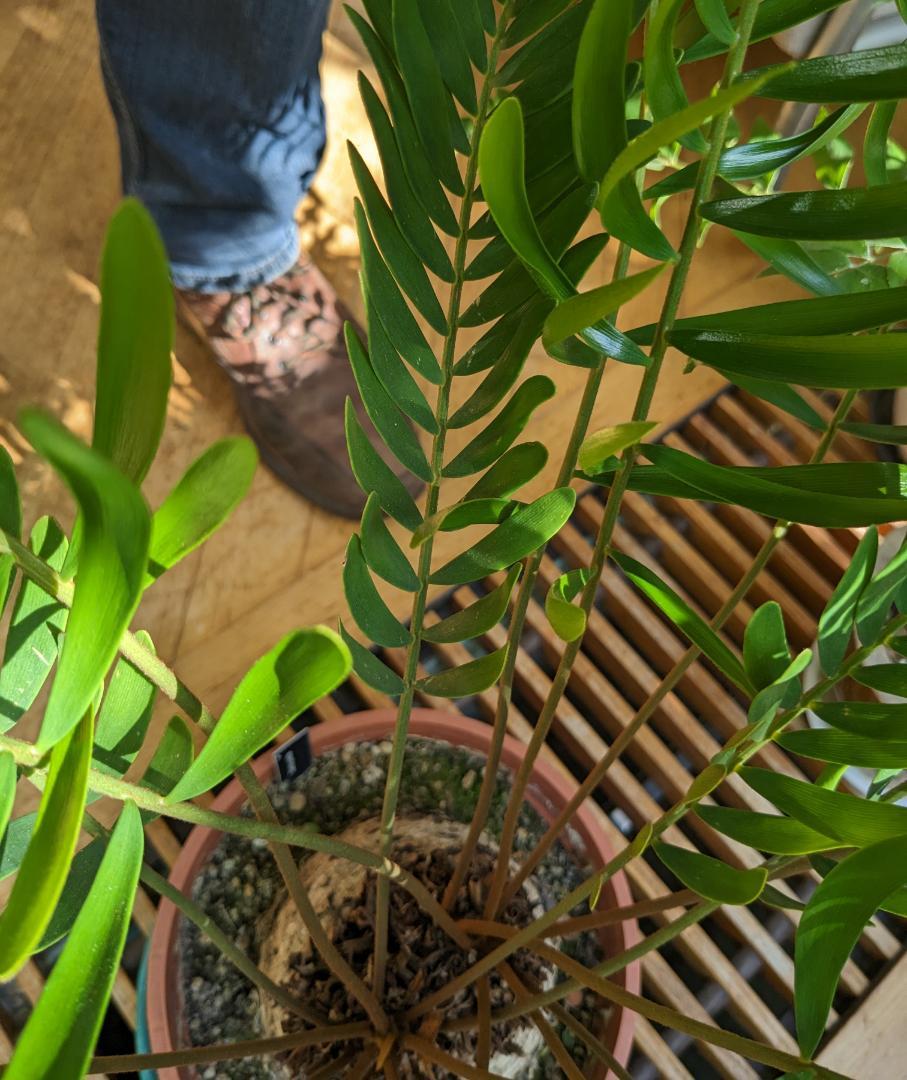 Zamia identification - TROPICAL LOOKING PLANTS - Other Than Palms ...