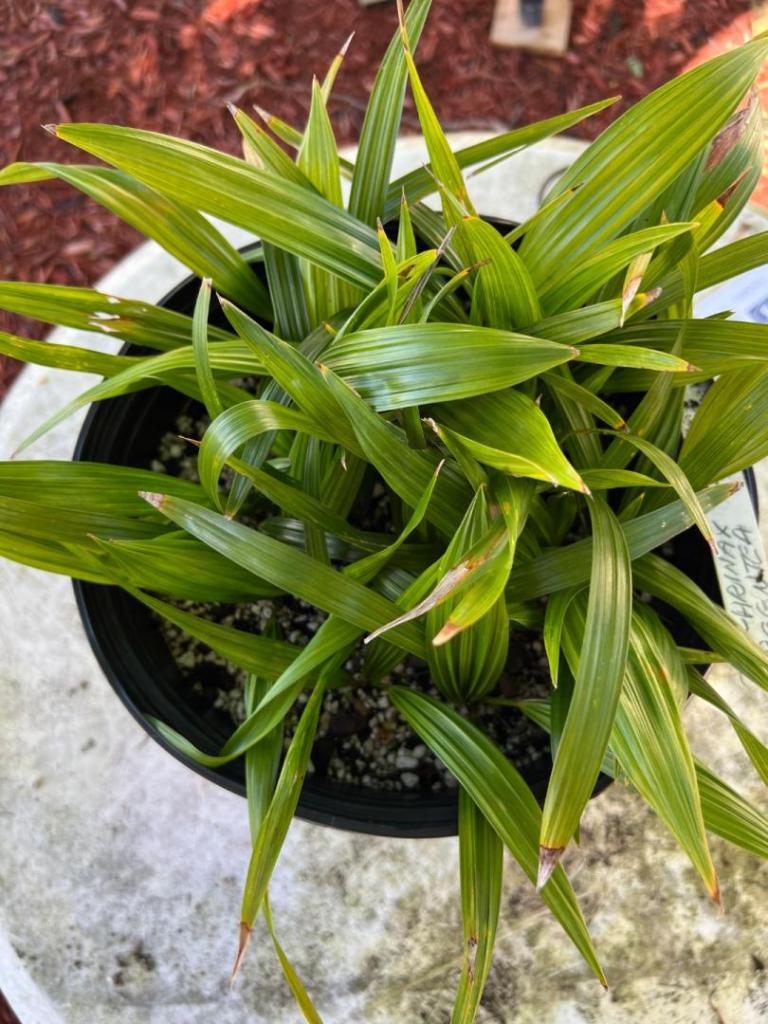 Coccothrinax argentea seedlings 02 06-24-24.JPG