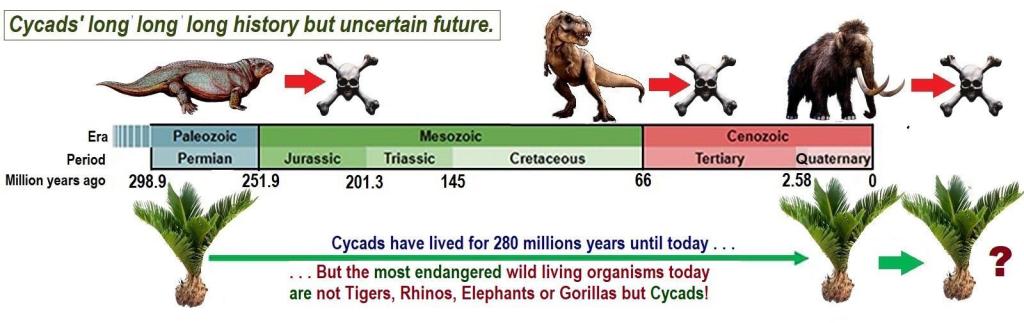 Cycads history (Permian 300 Million years) figure-1.jpg