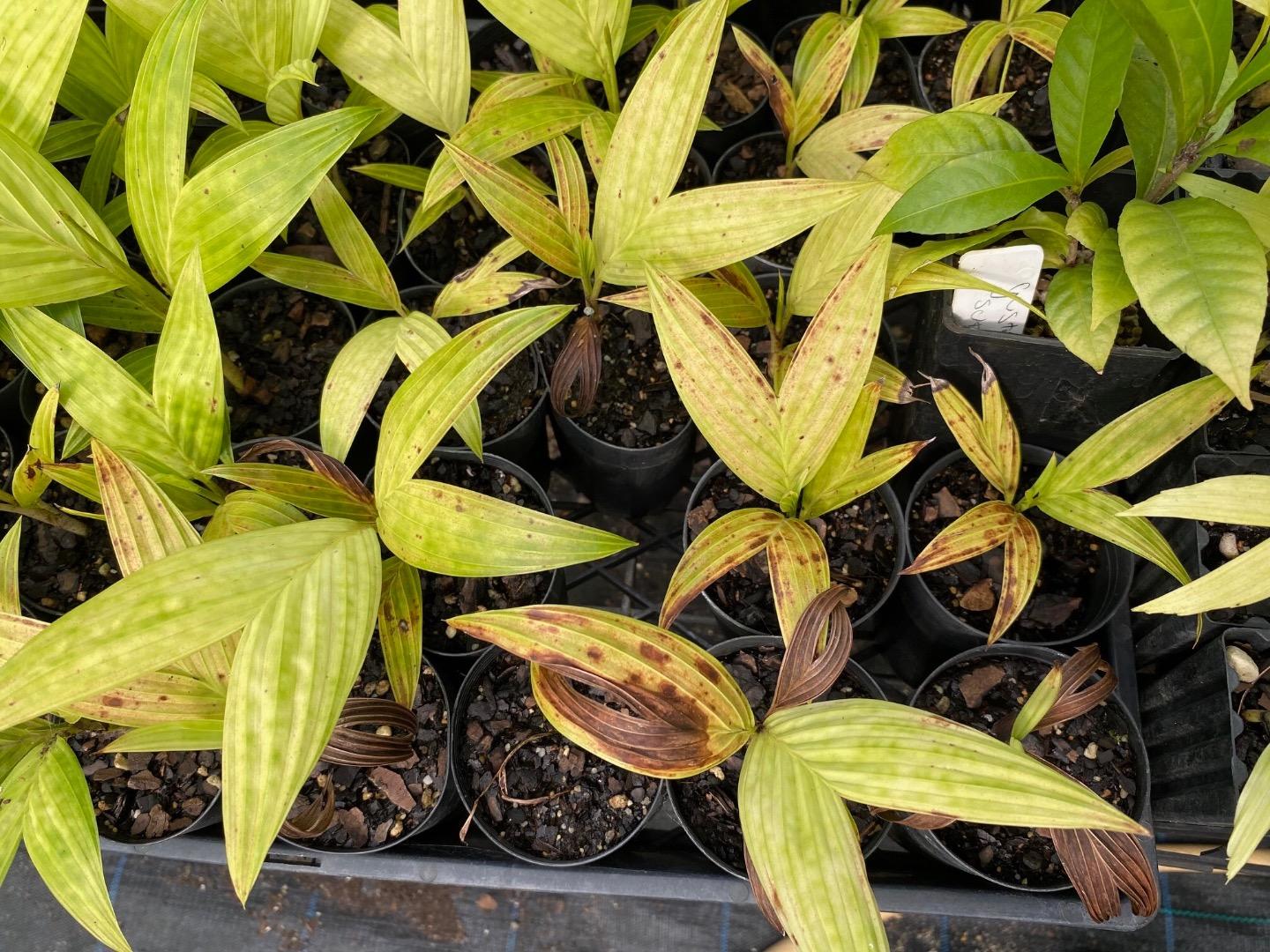 Affects of lime on pinanga kuhlii seedlings - DISCUSSING PALM TREES ...