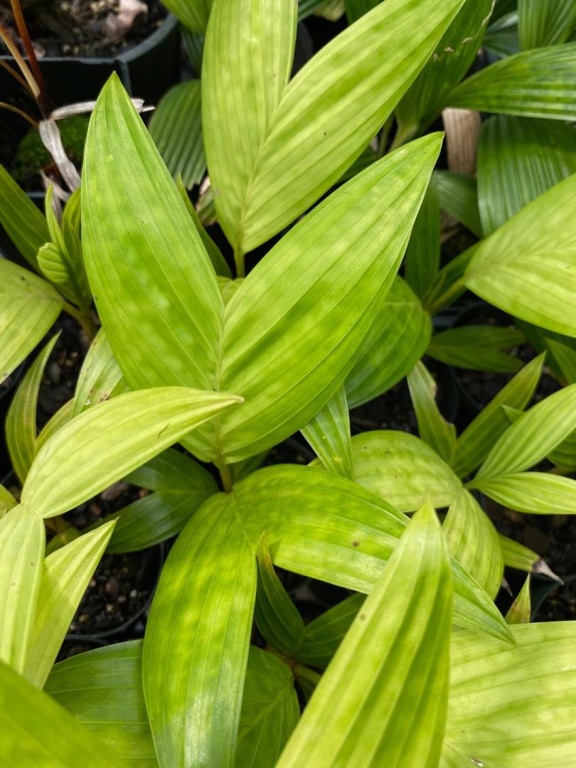 Affects of lime on pinanga kuhlii seedlings - DISCUSSING PALM TREES ...