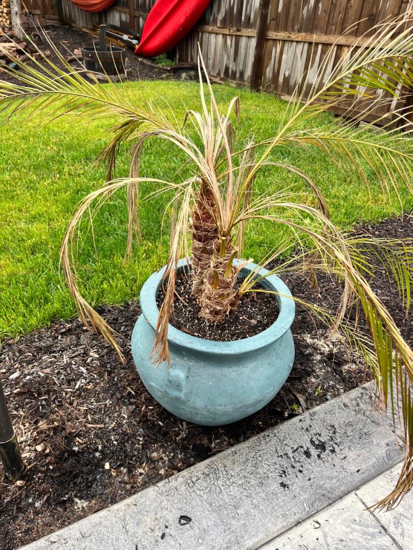 Pygmy palm in Chicago suburbs - PALMS IN POTS - PalmTalk