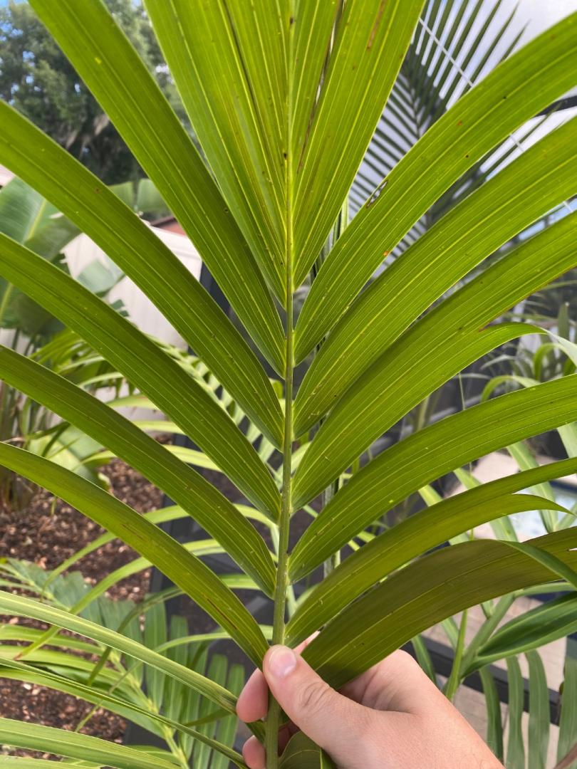 Palm Identification? - DISCUSSING PALM TREES WORLDWIDE - PalmTalk