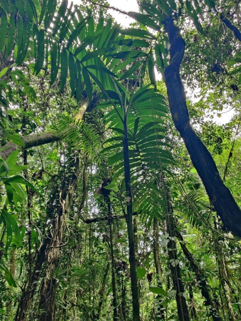 palm1_1-pn-volcan-arenal-2024-june.jpg