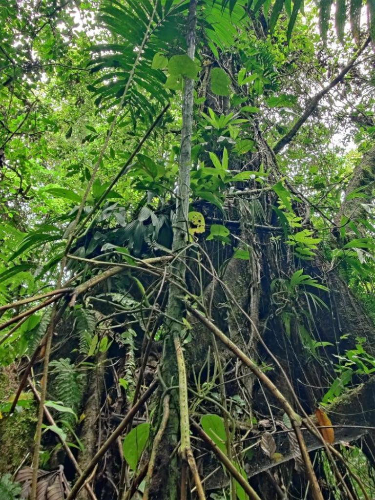 palm1_3-pn-volcan-arenal-2024-june.jpg