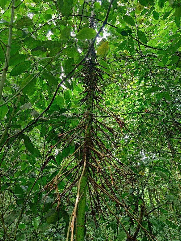 palm2_1-pn-volcan-arenal-2024-june.jpg