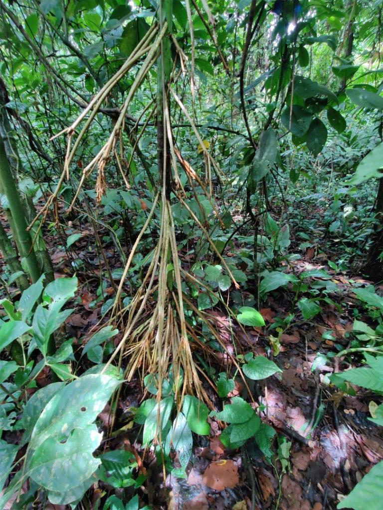 palm2_2-pn-volcan-arenal-2024-june.jpg