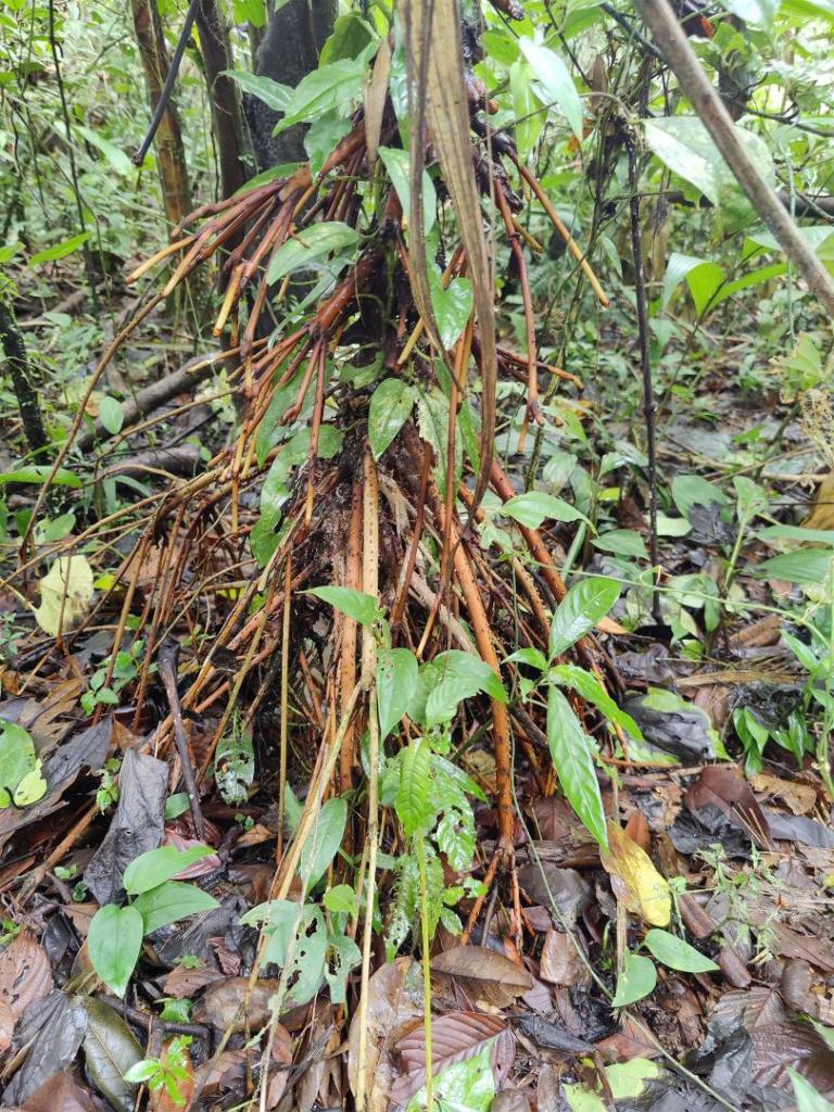 palm3_1-pn-volcan-arenal-2024-june.jpg