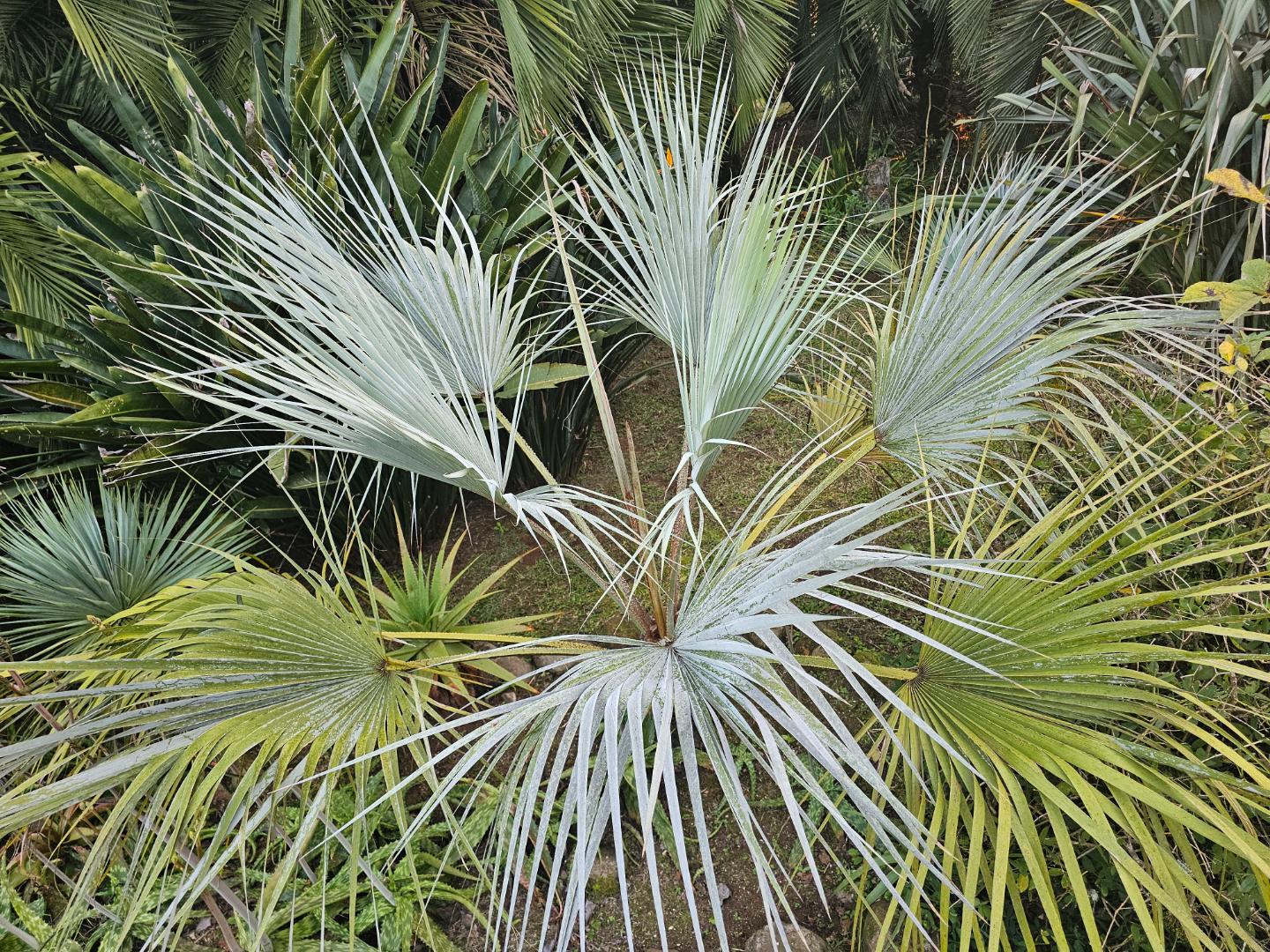 Brahea 'Clara' from seed - COLD HARDY PALMS - PalmTalk