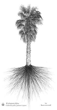 220px-Washingtonia_filifera_Auckland-NZ_hand_drawing_Axel_Aucouturier.jpg.ed37f5994dfb2c0ad3bb877c1c91f0aa.jpg