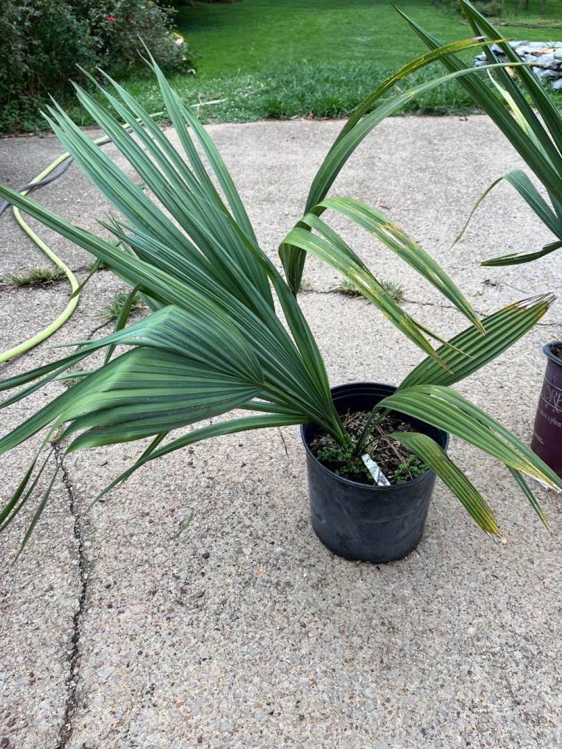 Sabal Uresana green form 5 gallon - For Sale - PalmTalk