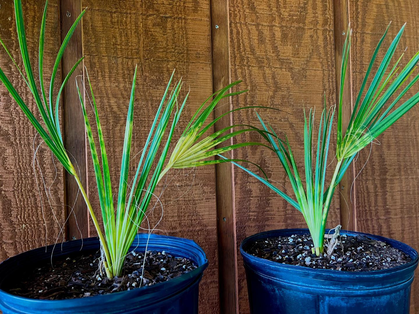 Variegated Sabal Palmetto 