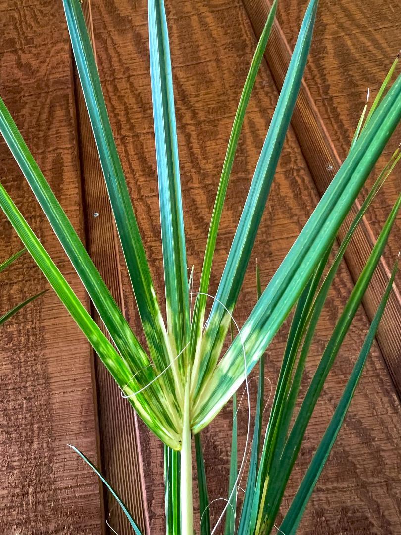 Variegated Sabal Palmetto 