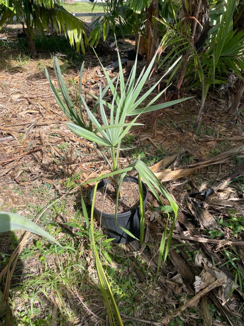 HYPHAENE CORIACEA - DISCUSSING PALM TREES WORLDWIDE - PalmTalk