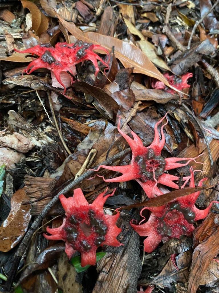 Crazy looking fungi - TROPICAL LOOKING PLANTS - Other Than Palms - PalmTalk