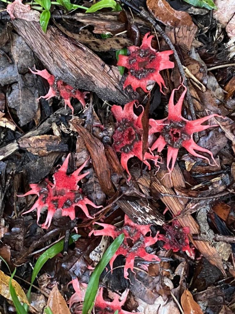 Crazy looking fungi - TROPICAL LOOKING PLANTS - Other Than Palms - PalmTalk