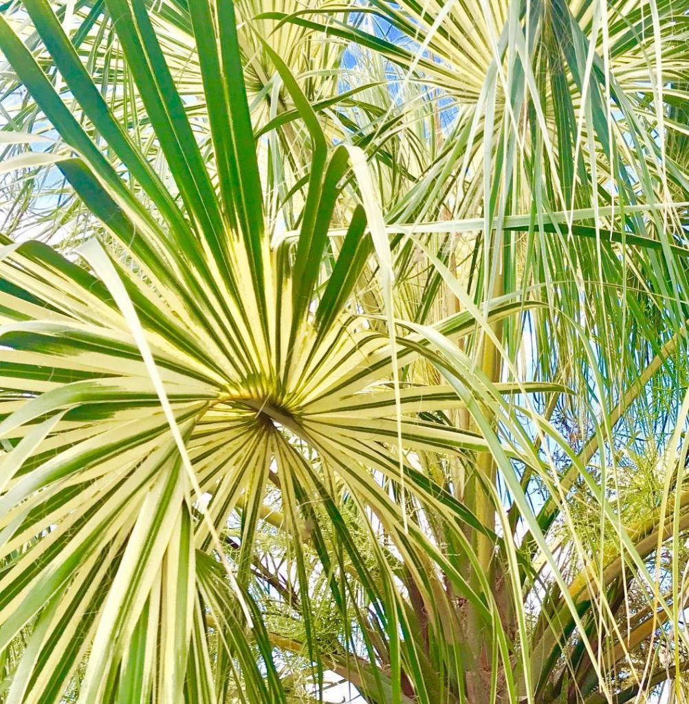 Variegated Sabal Palmetto 