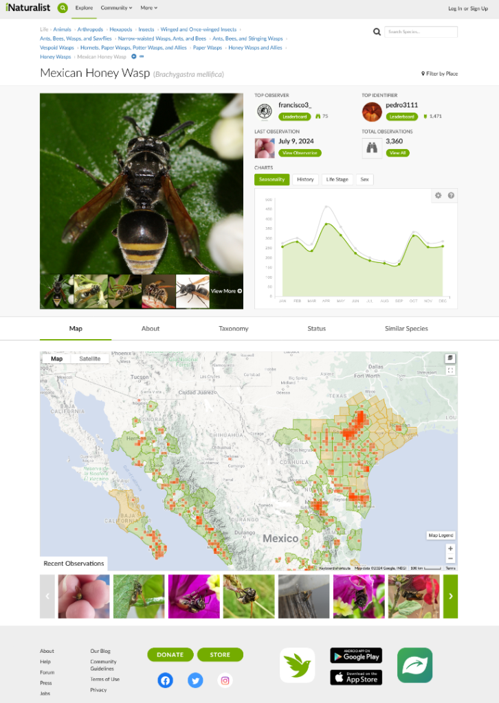 Screenshot2024-07-09at11-30-13MexicanHoneyWasp(Brachygastramellifica)iNaturalist.thumb.png.53b2a9c8558c928ee4ea48a66867cc32.png