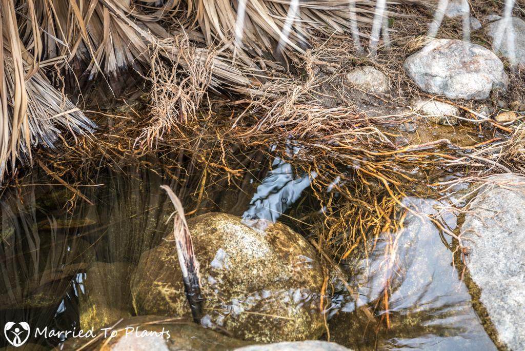 palm-canyon-washingtonia-filifera-roots-water.jpg.1d400f6b38803204c8cb7b831129e1c0.jpg