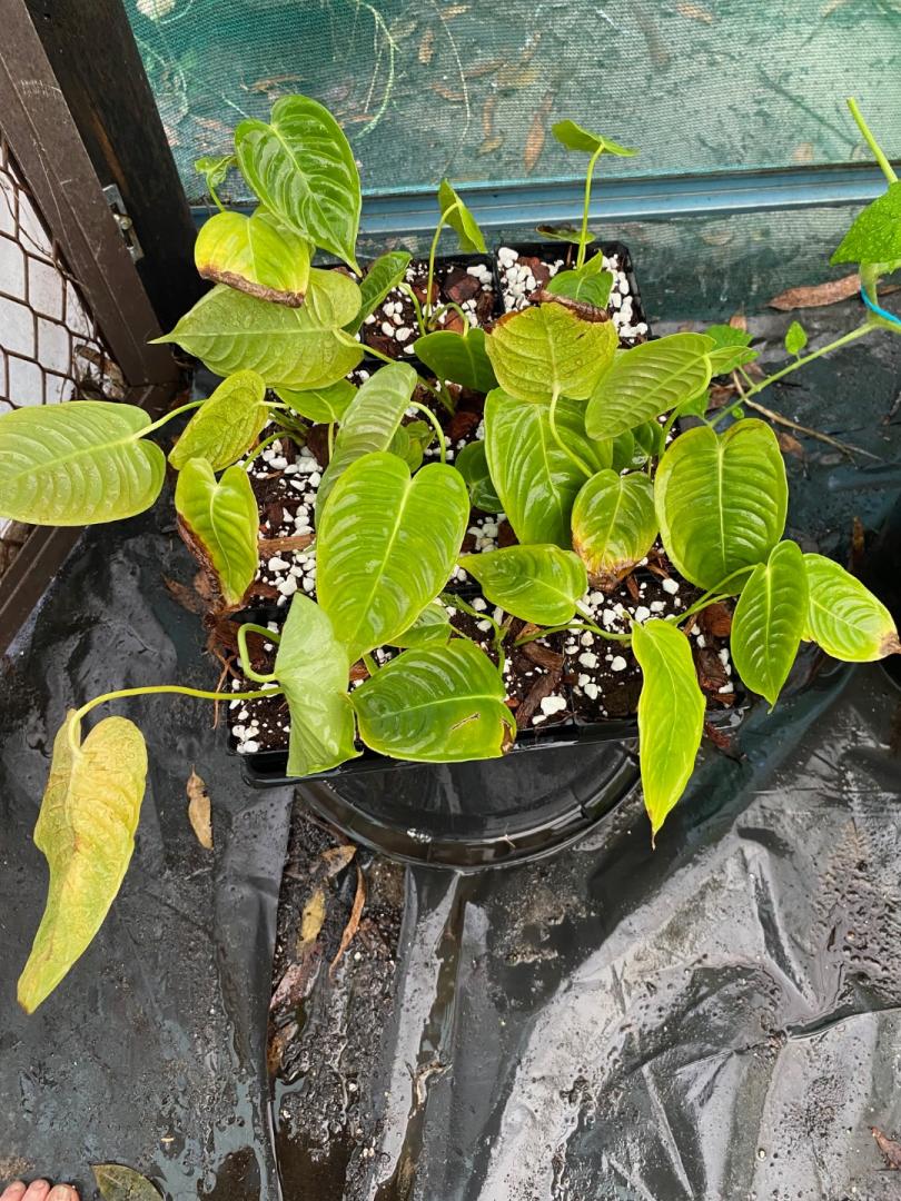 Purchased a few anthurium veitchii mail order - TROPICAL LOOKING PLANTS ...