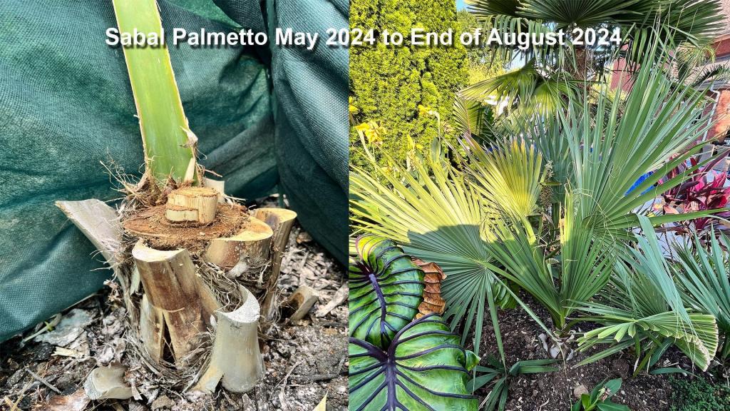 Sabal palmetto recovery 2024.jpg