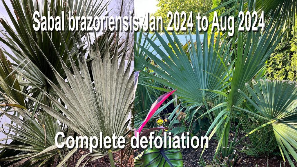 brazoriensis recovery 2024.jpg