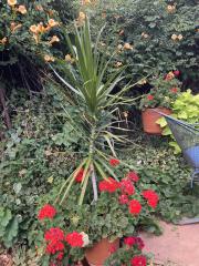 New Mexico Palm Tree Clovis