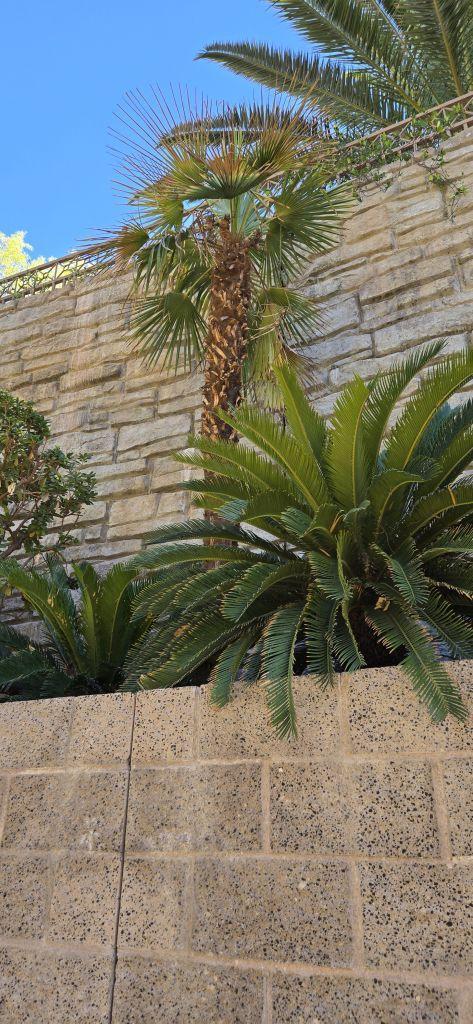 02_MandalayPoolTrail_Cycas_revoluta_28.jpg.68d05ad3895aa7e781a8cc1b687dcd1e.jpg