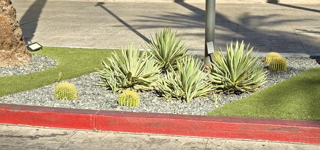 07_CactiAgave_hor.jpg.e1ef51f18b2ddf27e3c21b2e1048d596.jpg