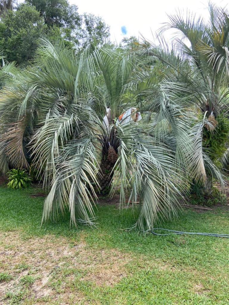 Butia FM1.jpg