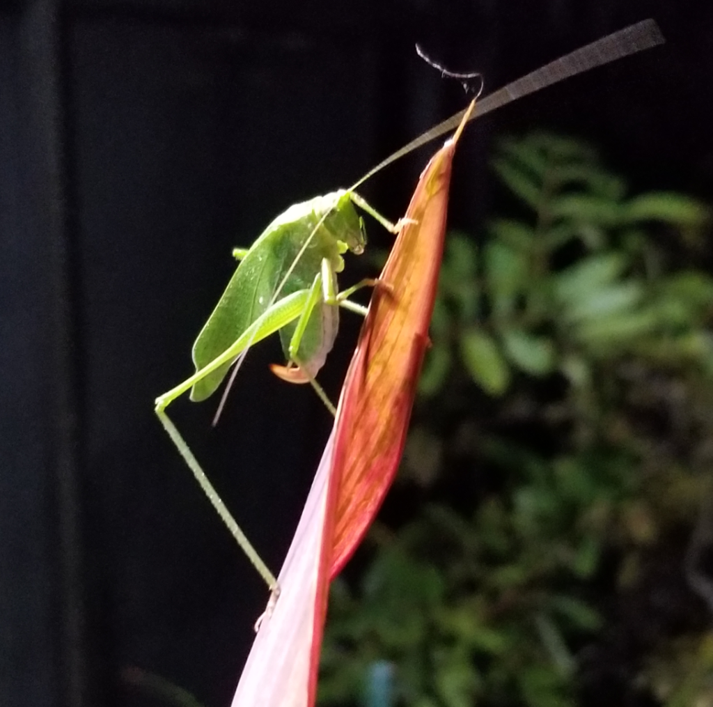 Katydid1.png