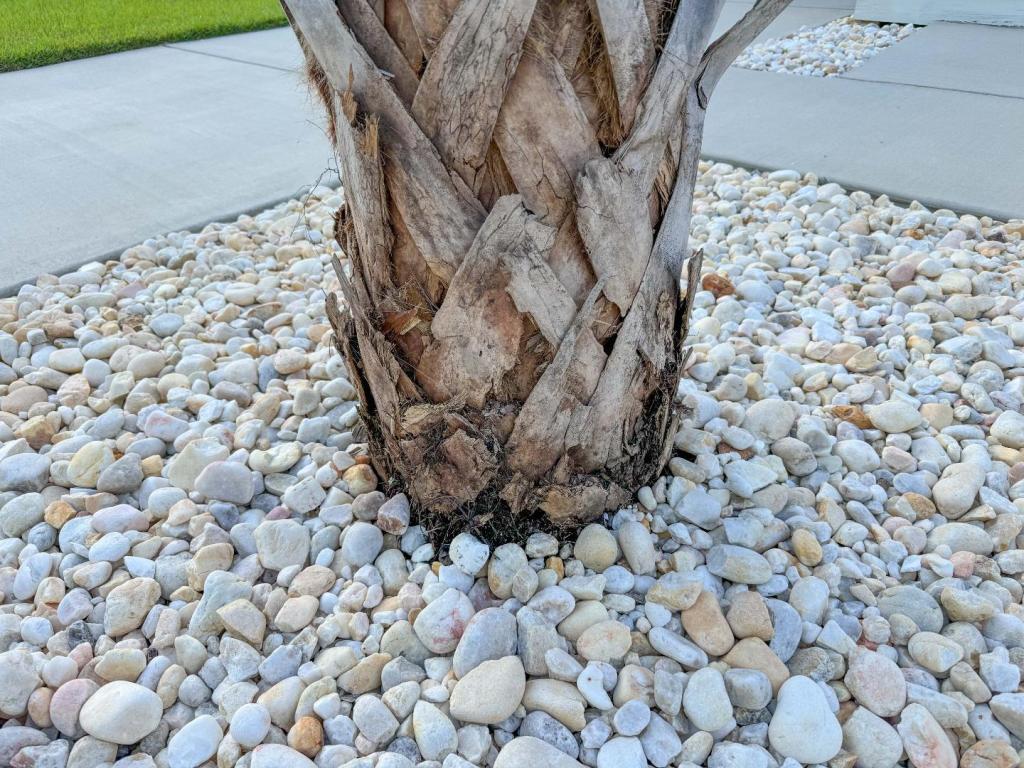 Problem with Palm Tree-1.jpg